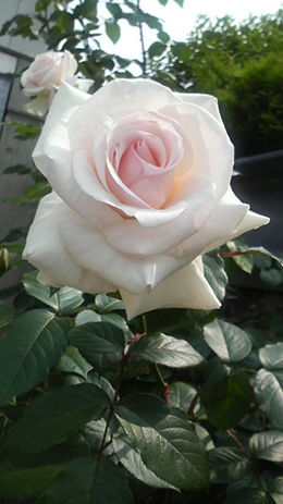 薔薇